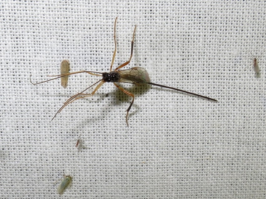 Braconidae - gyilkosfürkészek