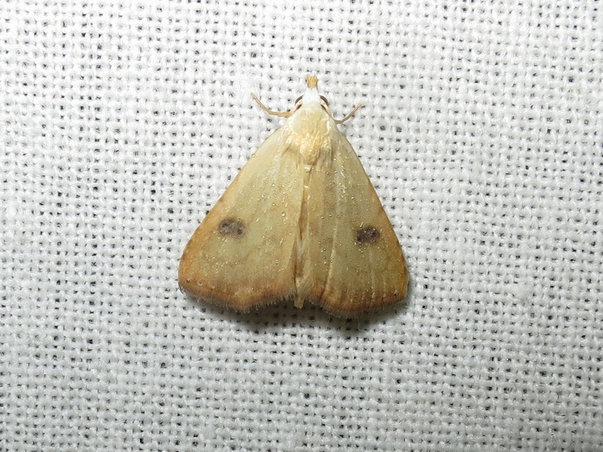 Rivula sericealis - selymes lórombagoly