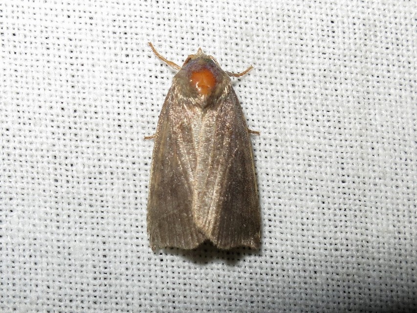 Ipimorpha retusa - sarlós fűzbagoly