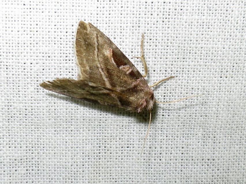 Eucarta virgo - mocsári ametisztbagoly