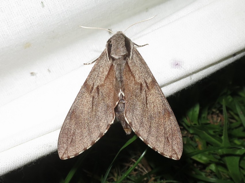 Hyloicus pinastri - fenyőszender