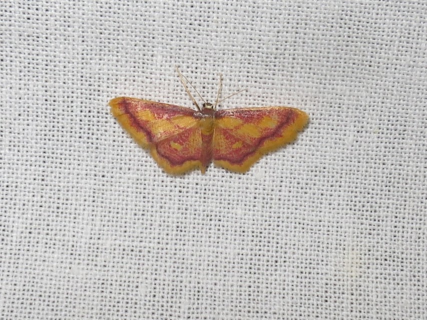 Idaea muricata - mocsári pirosaraszoló