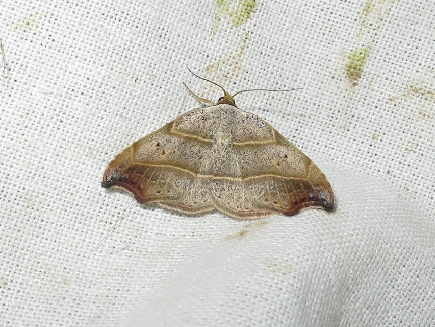 Laspeyria flexula - zuzmóbagoly