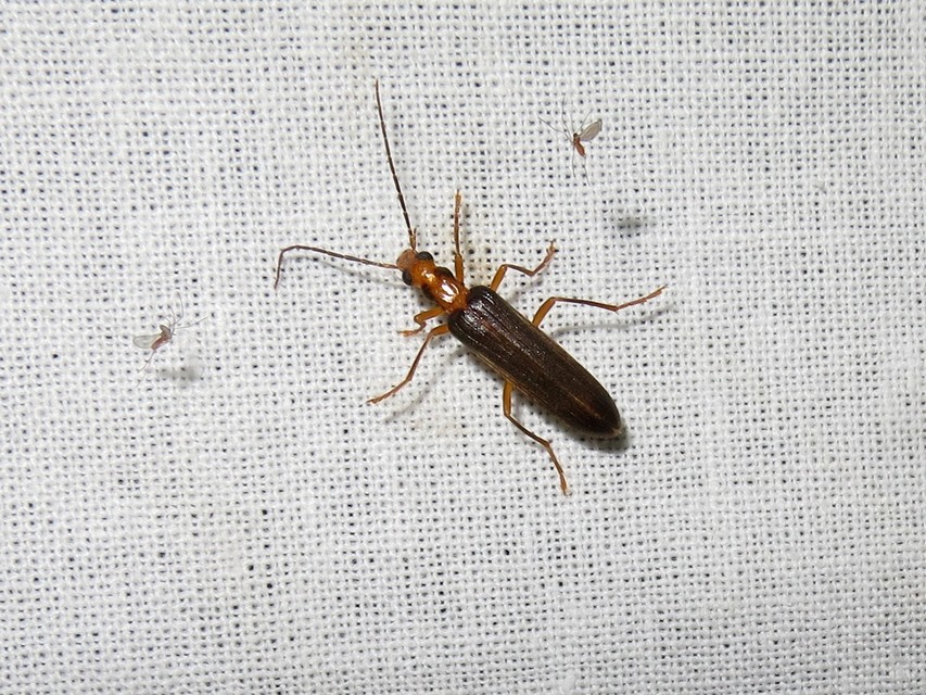 Nacerdes carniolica - karnóliai álcincér