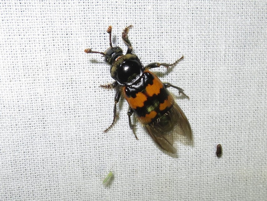 Nicrophorus vespillo - közönséges temetőbogár