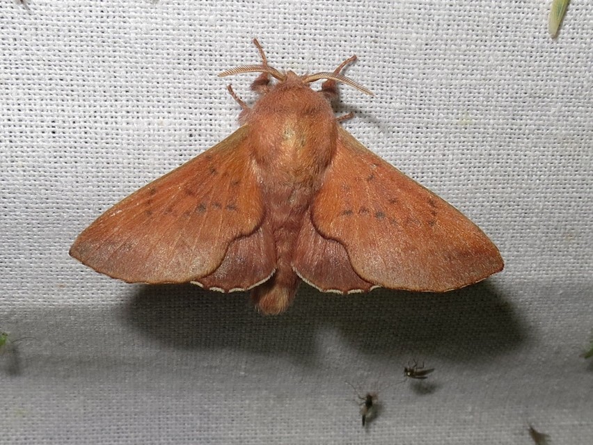 Phyllodesma tremulifolia - nyárlevélpohók