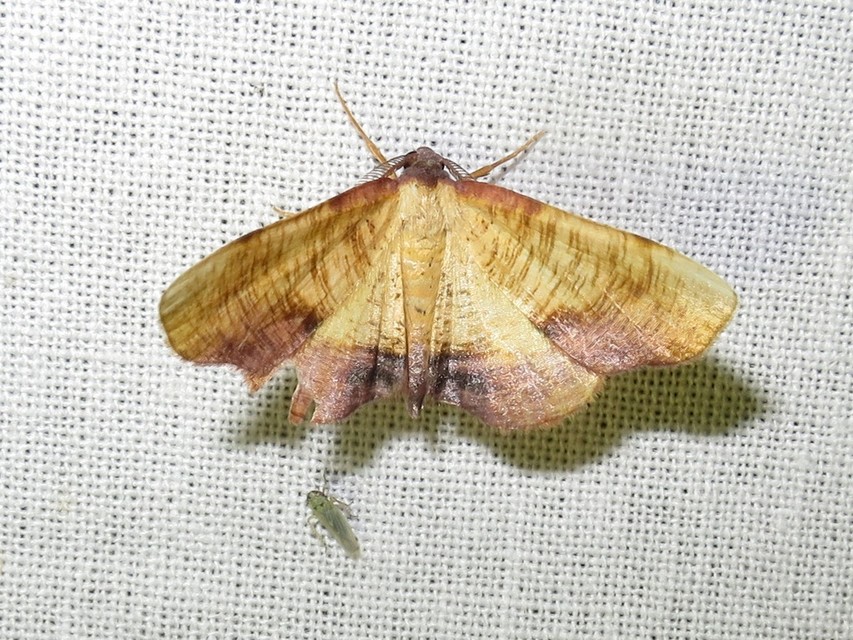 Plagodis dolabraria - baltaszárnyú araszoló