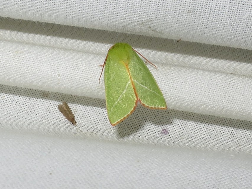 Pseudoips prasinana - bükkfa-zöldbagoly