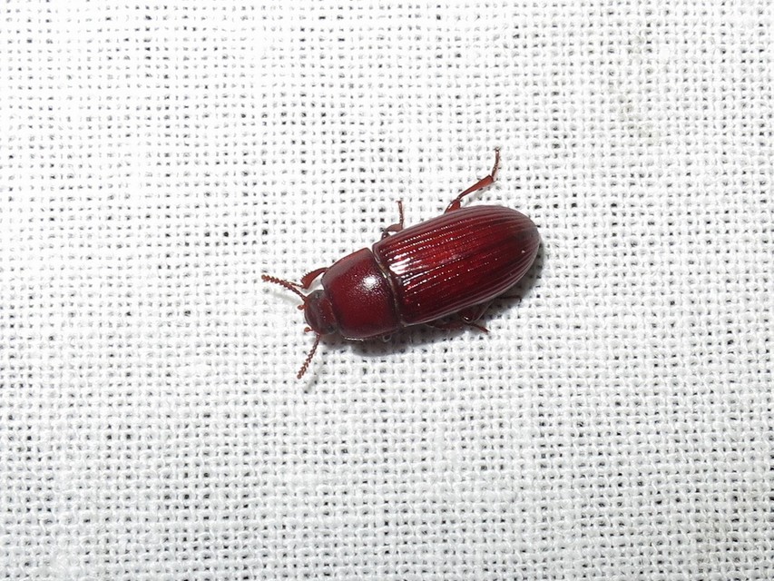 Uloma culinaris - nagy rágványbogár