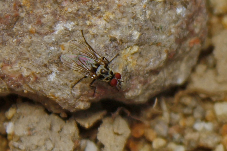 Anthomyia