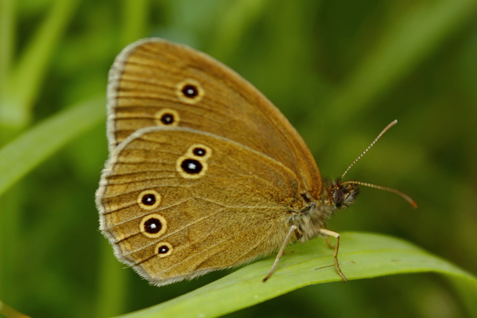 Aphantopus hyperanthus - közönséges ökörszemlepke