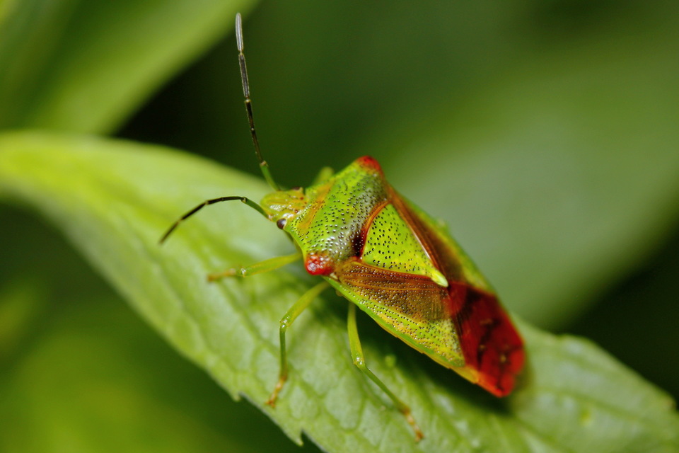 Acanthosoma haemorrhoidale - nagy dajkapoloska Acanthosoma haemorrhoidale - nagy dajkapoloska