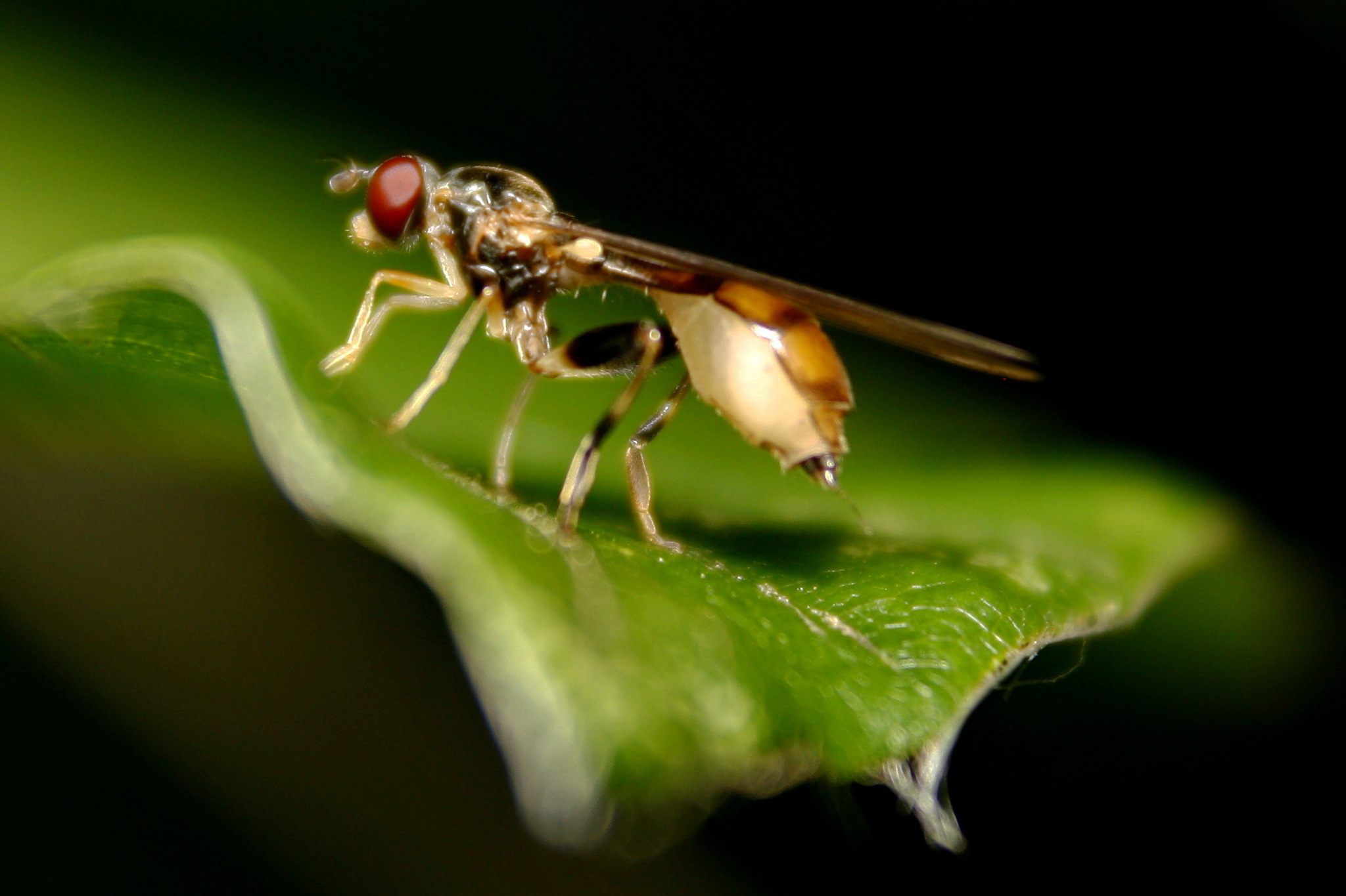 Sphegina