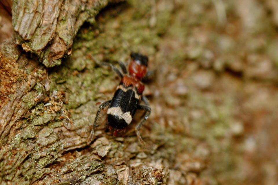 Thanasimus formicarius - vörösnyakú szúfarkas