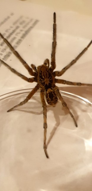 Geolycosa vultuosa - pokoli cselőpók