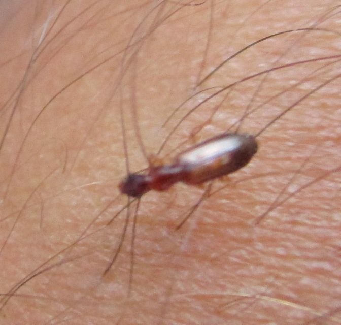 Paradromius linearis - karcsú kéregfutó