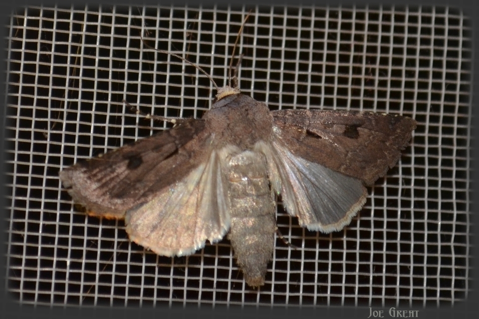 Agrotis exclamationis - felkiáltójeles földibagoly