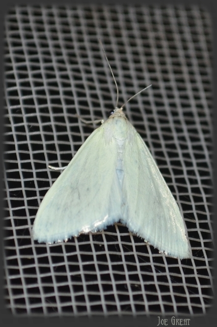 Sitochroa palealis - kénszárnyú dudvamoly
