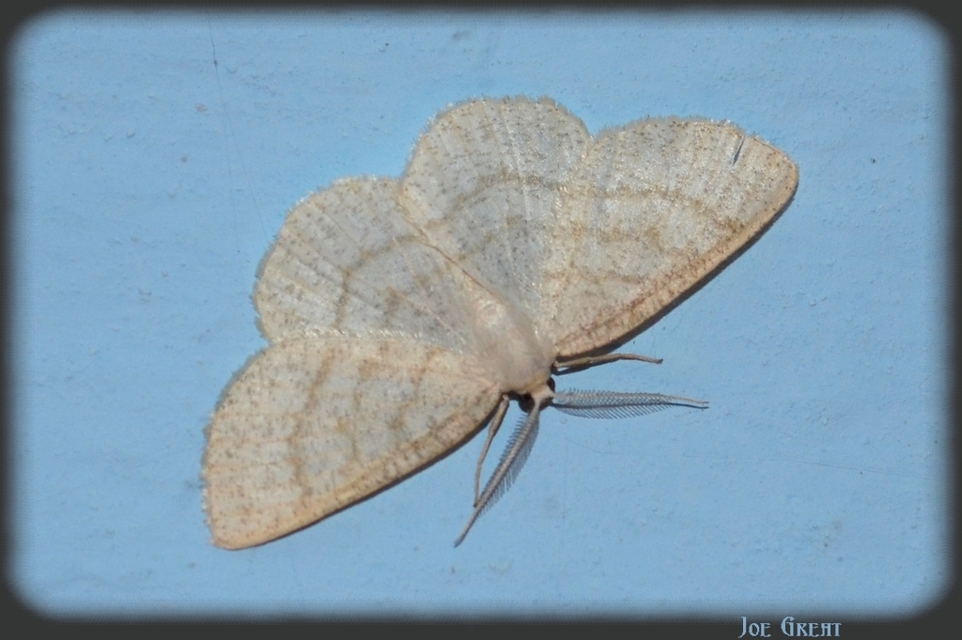 Cabera exanthemata - pettyes égeraraszoló