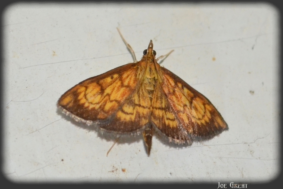 Ecpyrrhorrhoe rubiginalis - rozsdavörös tűzmoly