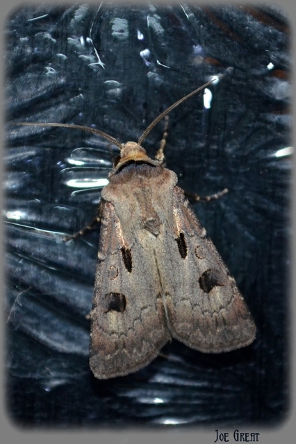 Agrotis exclamationis - felkiáltójeles földibagoly