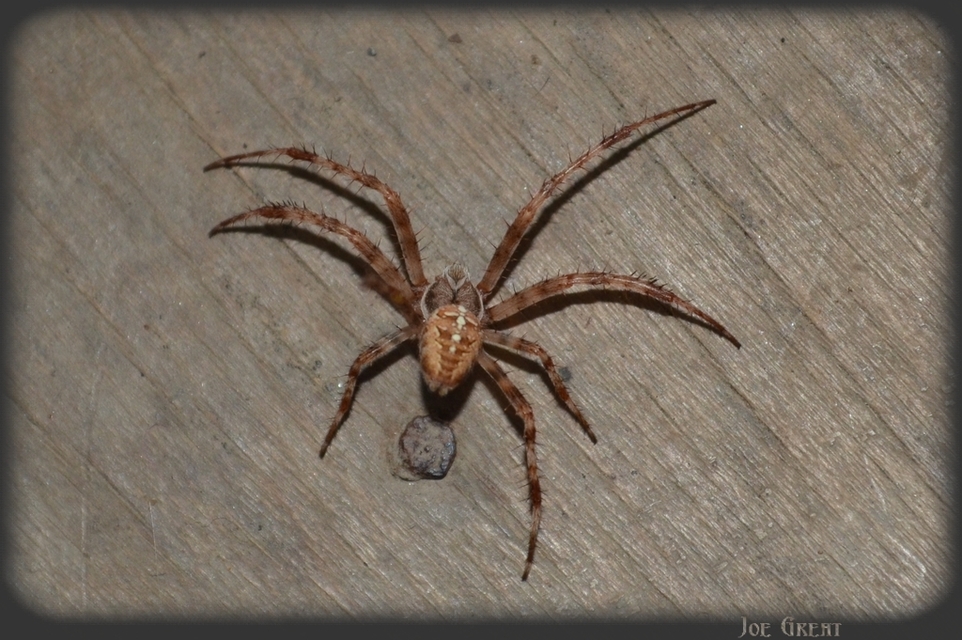 Araneus diadematus - koronás keresztespók