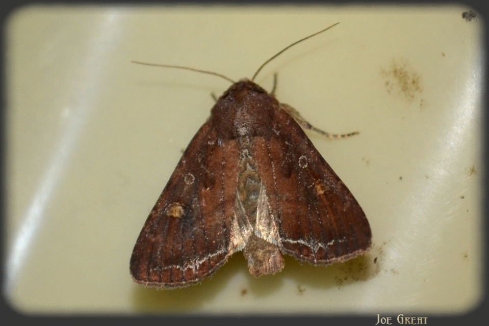 Lacanobia oleracea - saláta-kertibagoly