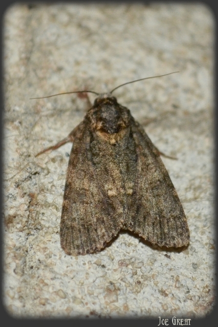Acronicta rumicis - sóska-szigonyosbagoly