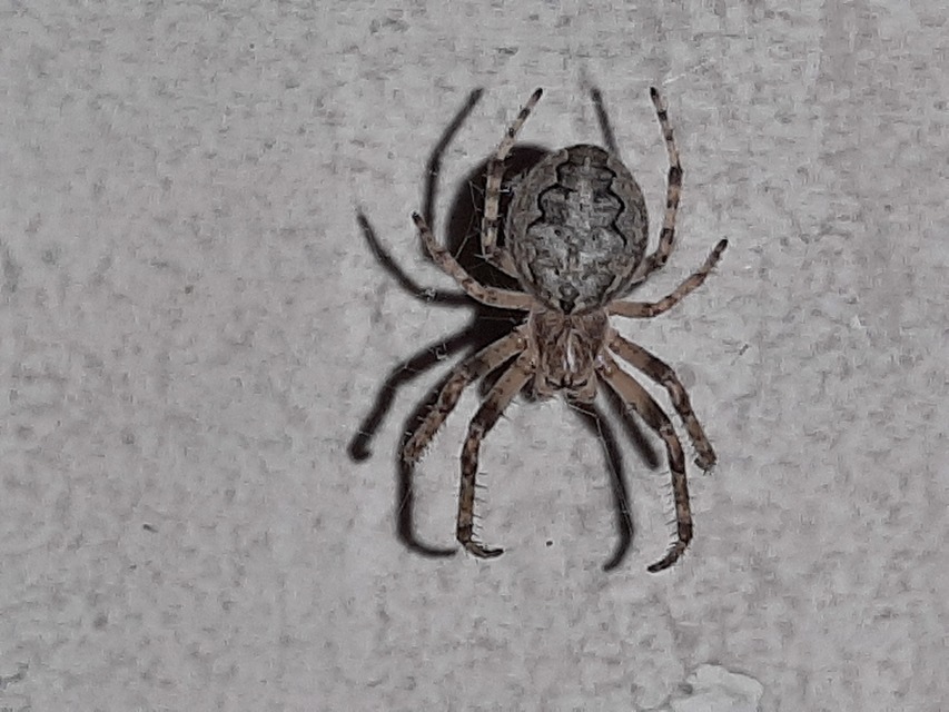Larinioides ixobolus - ereszalji keresztespók