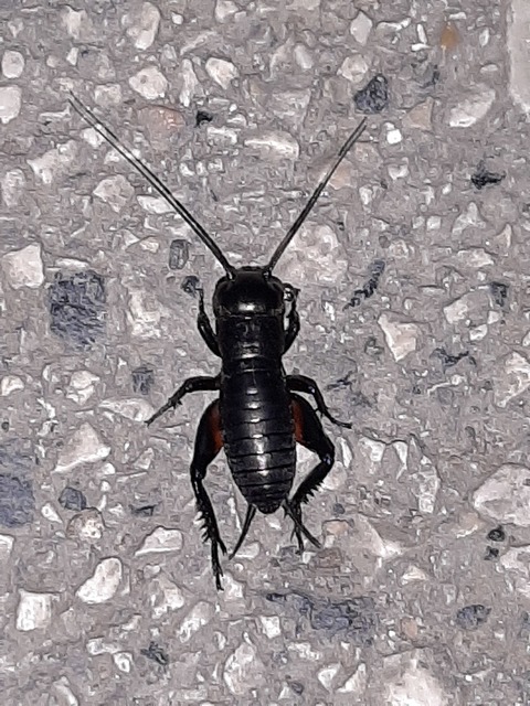 Gryllus campestris - mezei tücsök