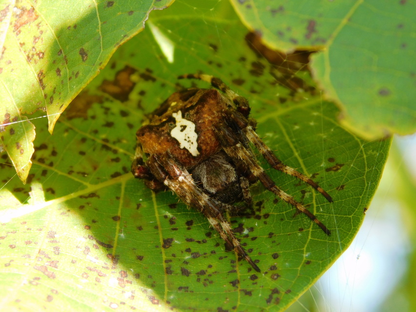 Araneus circe/angulatus