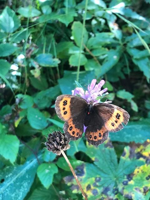Erebia ligea - fehércsíkú szerecsenlepke