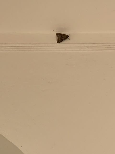 Catocala elocata - közönséges övesbagoly