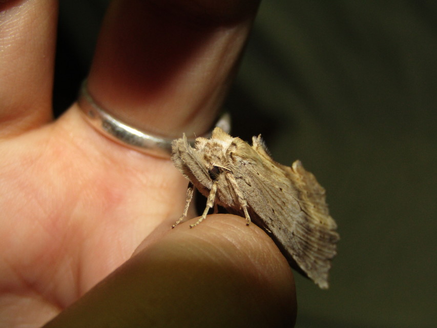 Pterostoma palpina - csőrös púposszövő