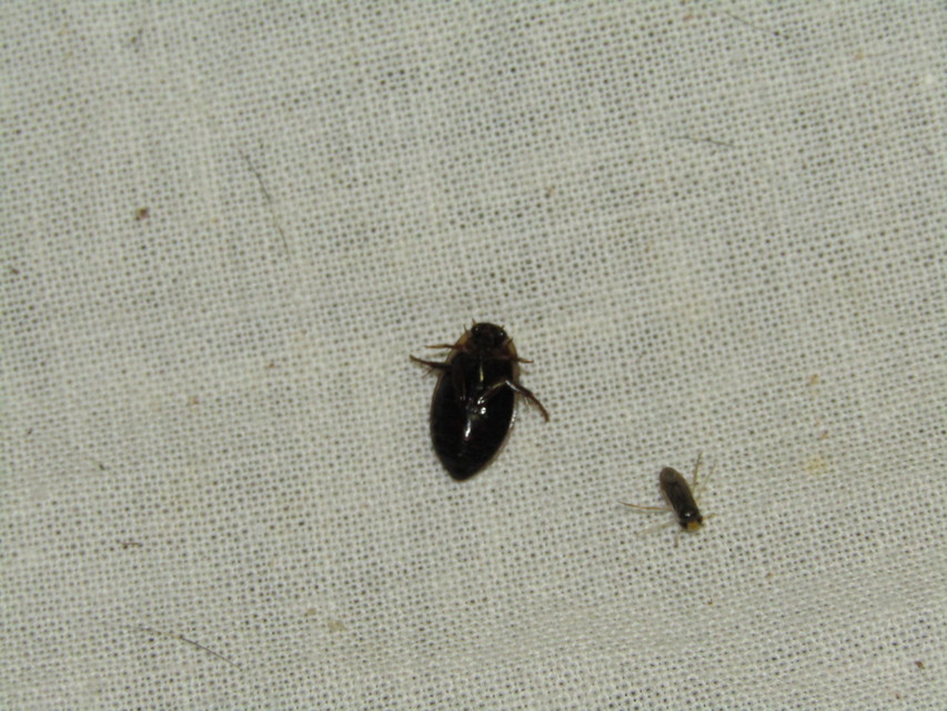 Rhantus suturalis - gyakori particsíkbogár
