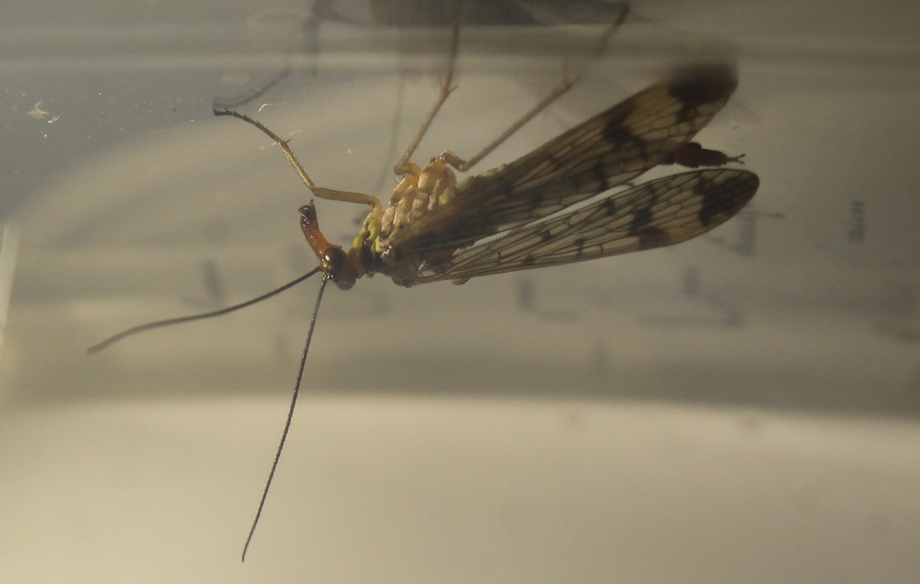 Panorpa cognata