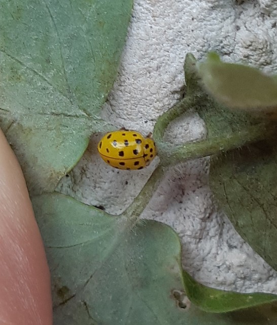 Psyllobora vigintiduopunctata - huszonkétpettyes katica