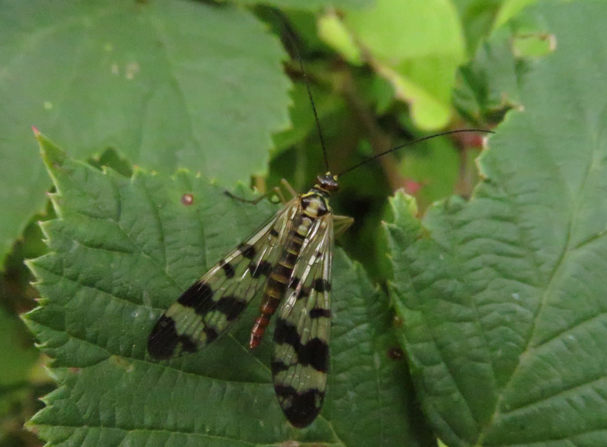 Panorpa vulgaris