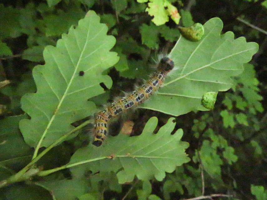 Phalera bucephala - sárgafoltos púposszövő