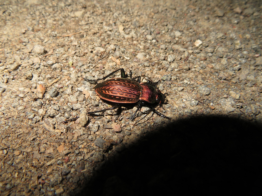 Carabus cancellatus - ragyás futrinka