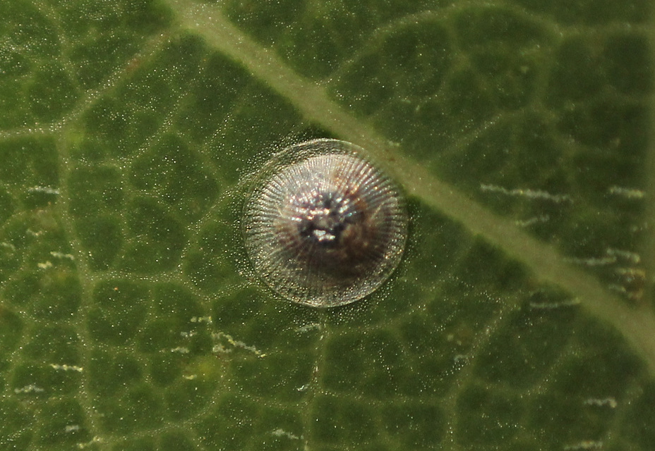 Acronicta megacephala - nagyfejű szigonyosbagoly