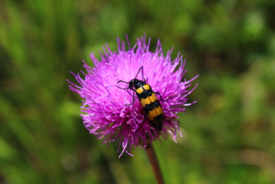 Mylabris variabilis - szalagos hólyaghúzó Mylabris variabilis - szalagos hólyaghúzó