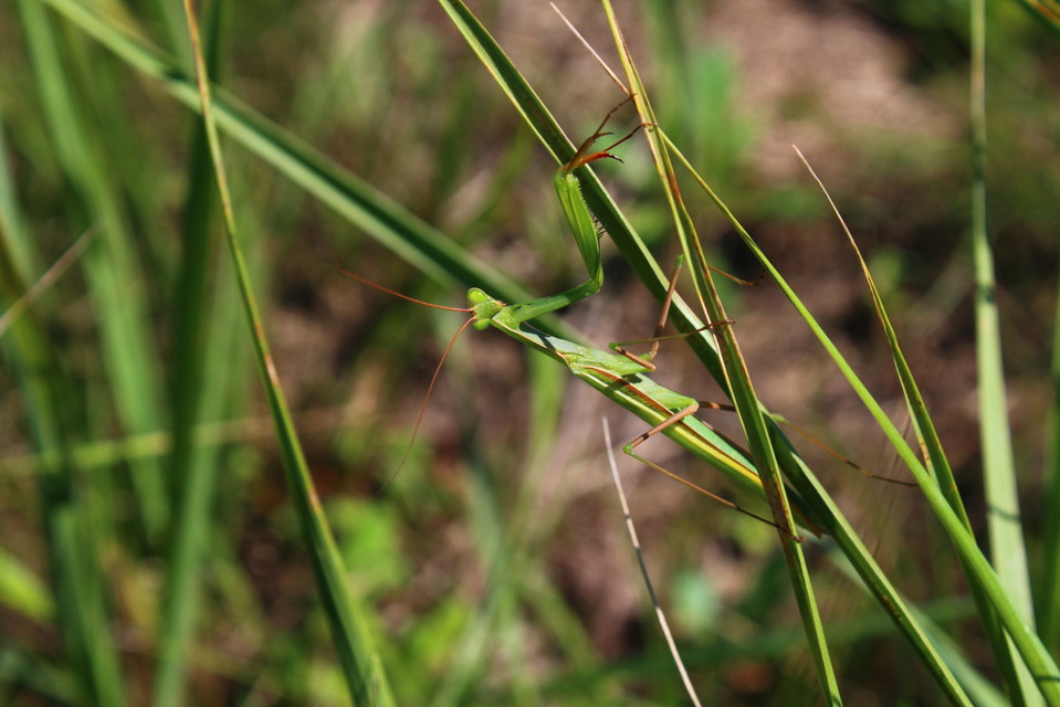 Mantis religiosa - imádkozósáska