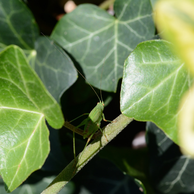 Phaneroptera nana - pontozott repülőszöcske