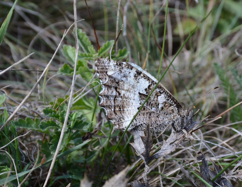 Brintesia circe - fehéröves szemeslepke