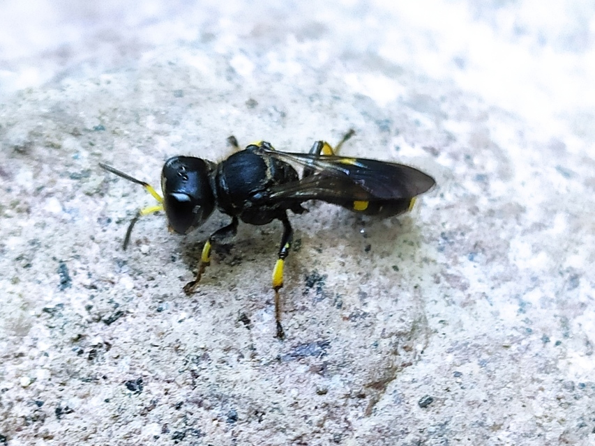 Crabronidae - szitásdarazsak