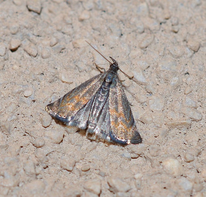 Platytes cerussella - törpe fűgyökérmoly