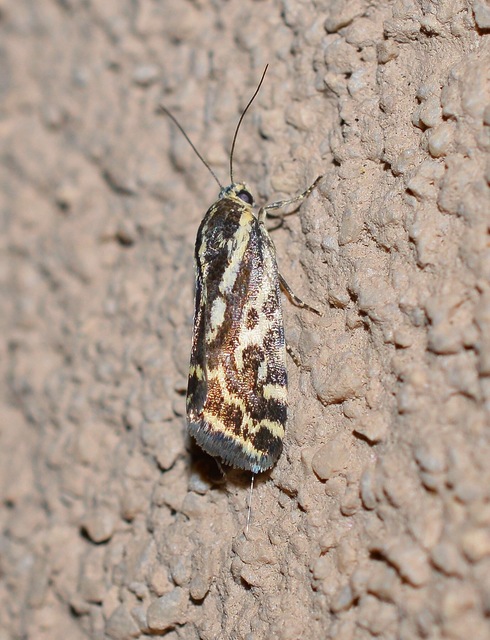 Emmelia trabealis - zebrabagoly