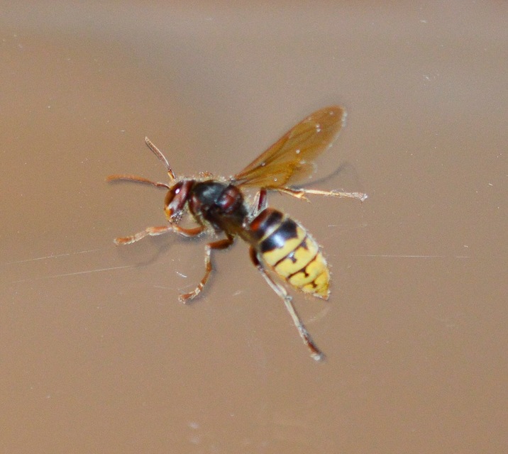 Vespa crabro - lódarázs