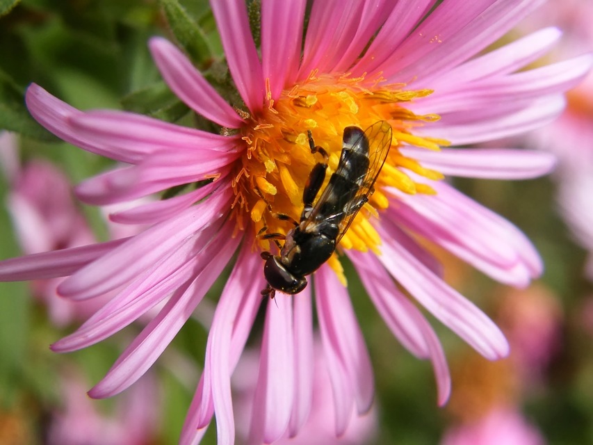 Syritta pipiens - zizegő comboslégy
